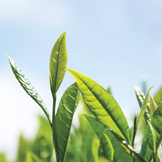 Tea Certifications