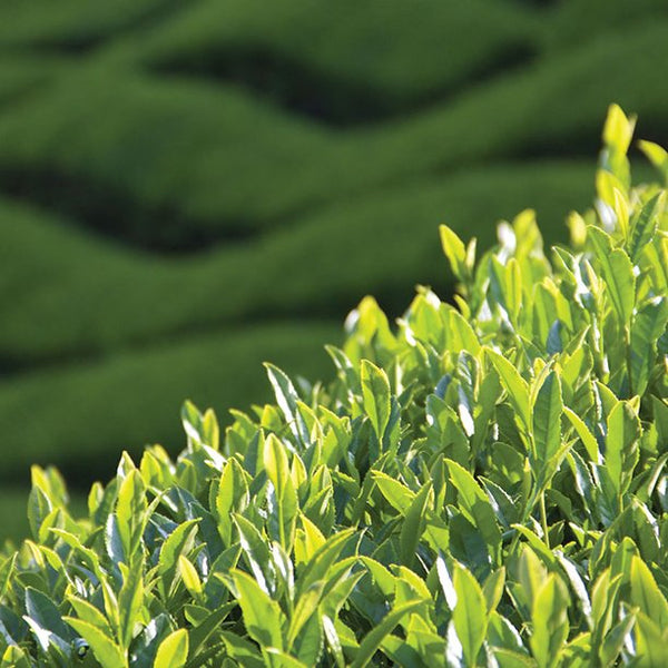Conscious Sourcing