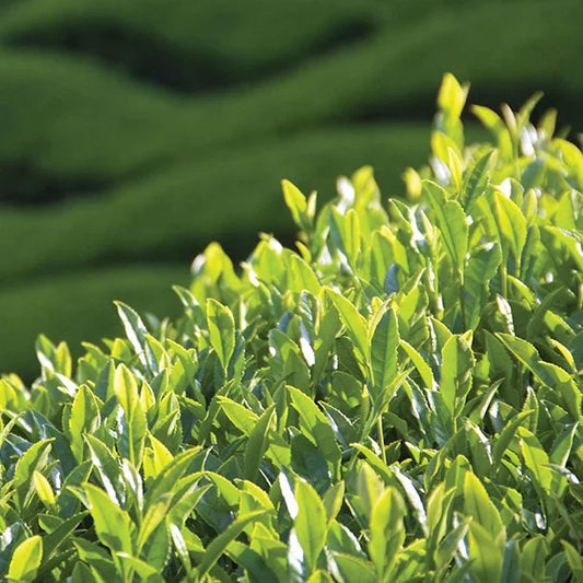 The Republic of Tea Privacy Policy