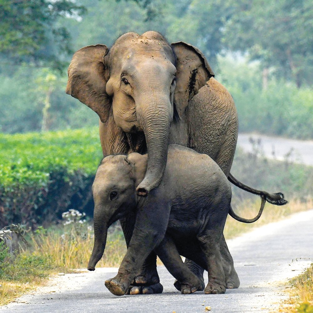Mummy Elephant with trunk around baby Elephant