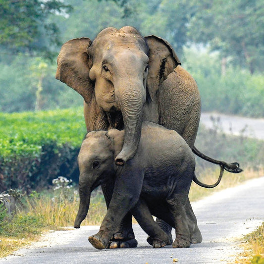 Mummy Elephant with trunk around baby Elephant