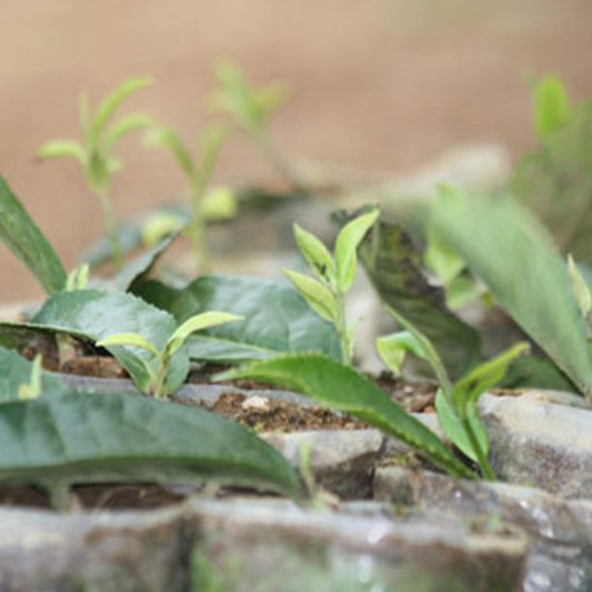 How to Compost Tea Leaves