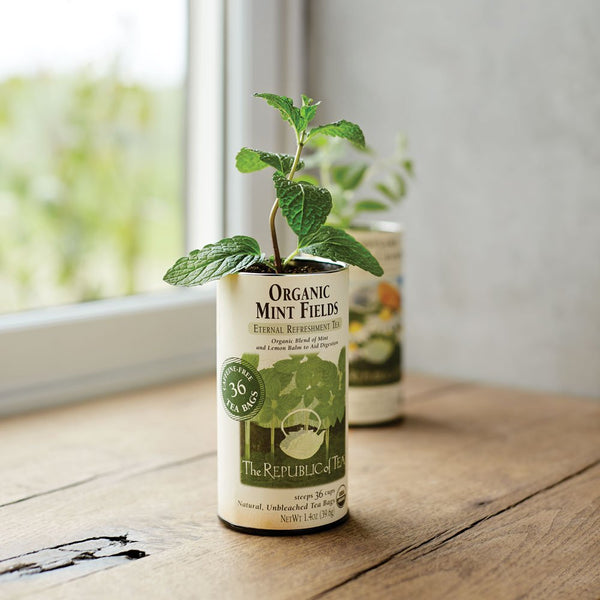 Upcycling with Tea
