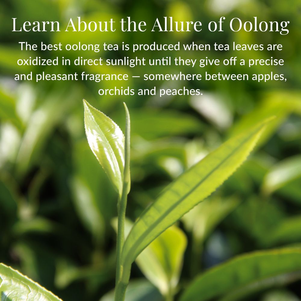 Milk Oolong Tea Bags