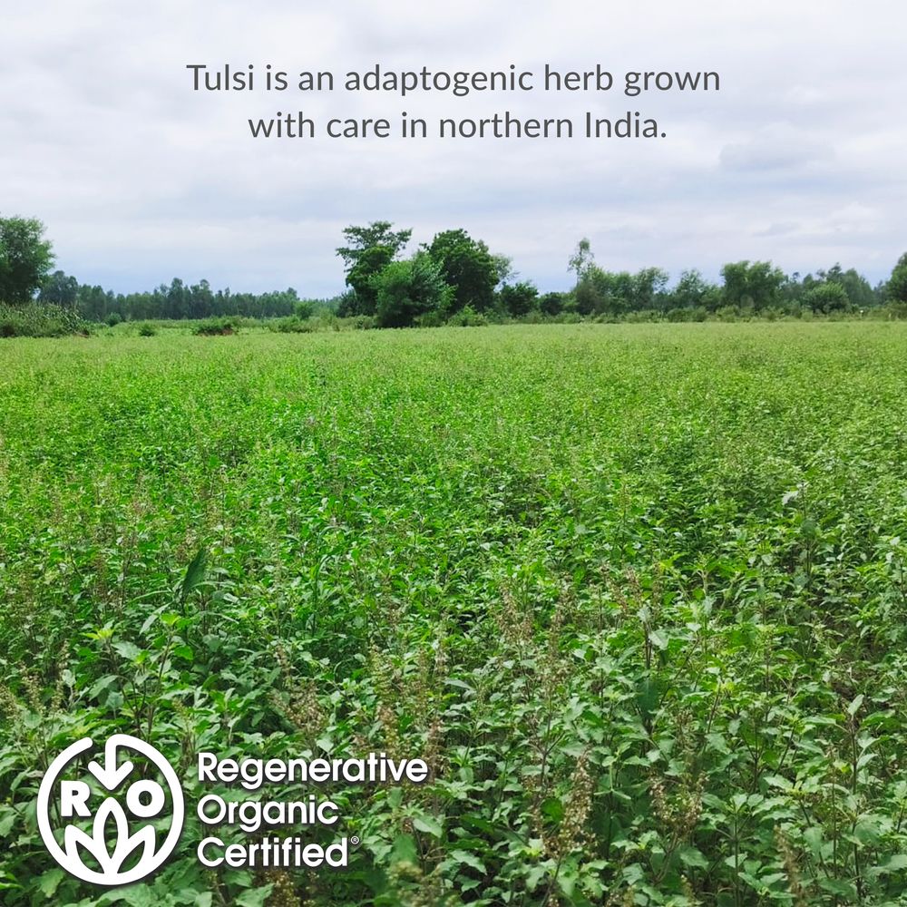 Regenerative Organic Certified® Tulsi Herbal Tea Bags