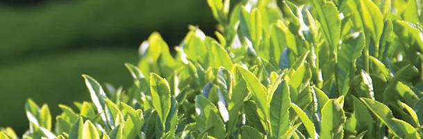 Close-up of green tea leaves in a field